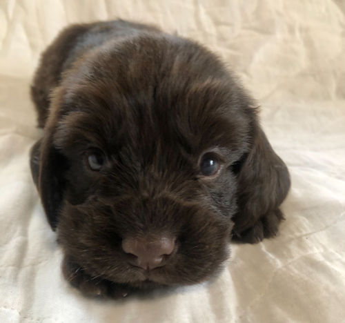 イングリッシュコッカースパニエル　ペットショップ　家族募集中