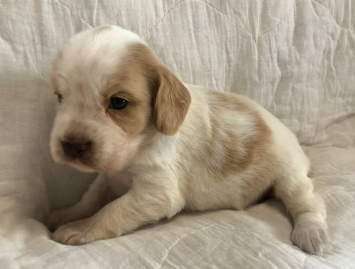 イングリッシュコッカースパニエル 横浜 茨城