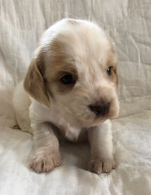 EnglishCockerSpaniel puppy photo