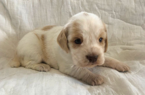 ブリーダー直販 インギー こいぬ