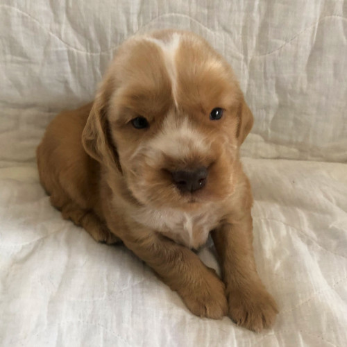 イングリッシュコッカースパニエル　画像　見学歓迎