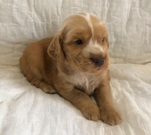 インギー　写真　こいぬ