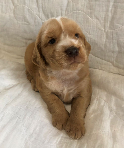 イングリッシュコッカースパニエル　ペットショップ　仔犬