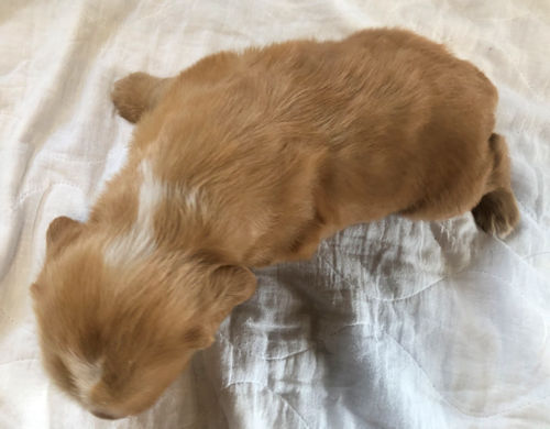 イングリッシュコッカースパニエル　飼いたい　ブリーダー直販