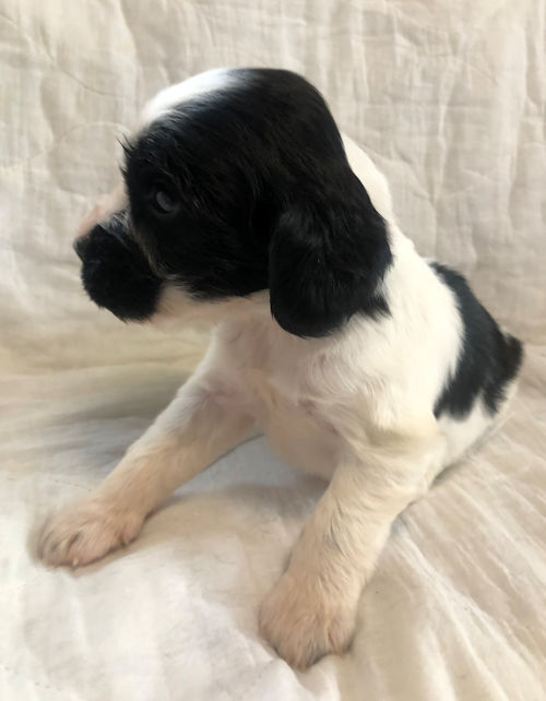 インギー　子犬　飼い方