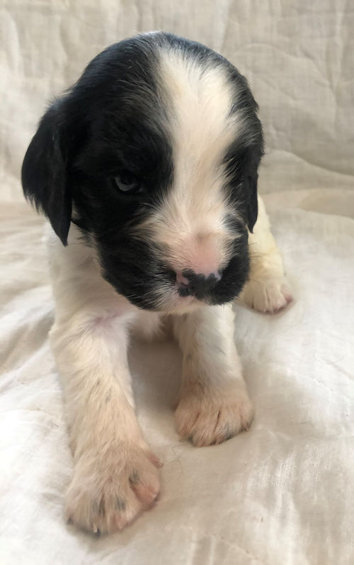 イングリッシュコッカースパニエル　ブリーダー　出産情報