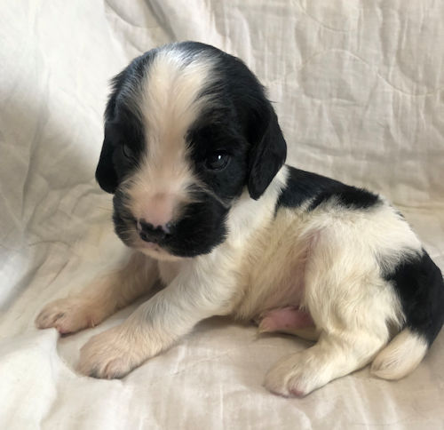 イングリッシュコッカースパニエル　家族募集　子犬