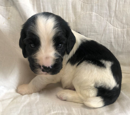 インギー　白黒　ペットショップ