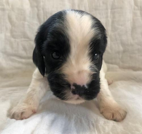 イングリッシュコッカースパニエル　こいぬ　写真