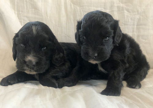 イングリッシュコッカースパニエル ペットショップ 仔犬