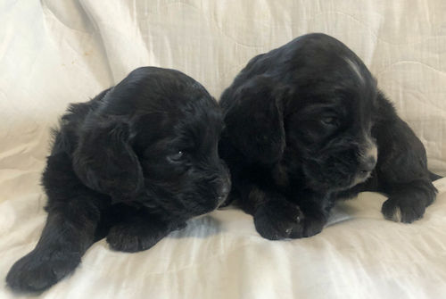 飼いたい イングリッシュコッカースパニエル ブリーダー