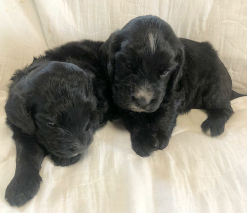 イングリッシュコッカースパニエル 黒 子犬