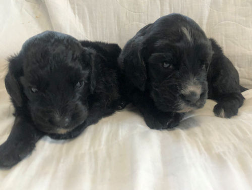 インギー 画像 仔犬