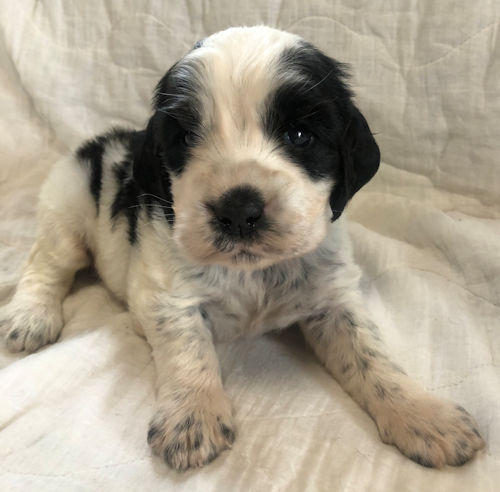 インギー　写真　子犬