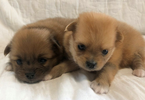 ミックス　子犬　画像