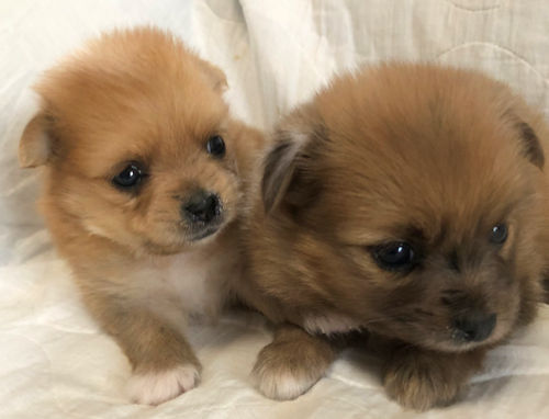 ミックス犬　ハーフ犬　デザインドッグ