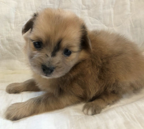 ペットショップ　ハイブリッド犬　子犬