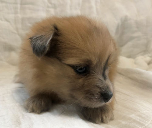 子犬　画像　かわいい