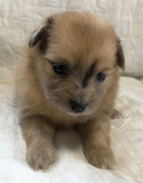 雑種　仔犬　ブリーダー