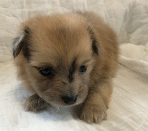 ポメラニアン　パピヨン　ミックス