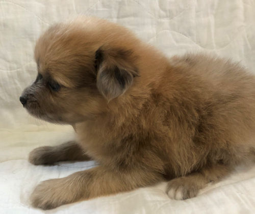 ペットショップ　ミックス　写真