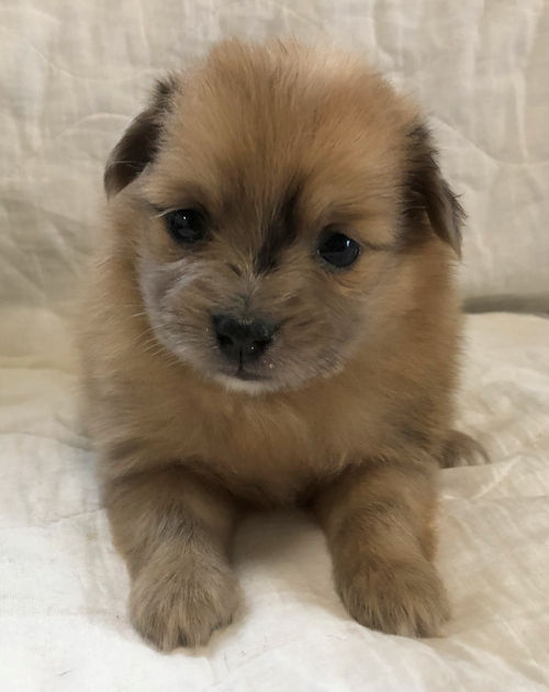 ブリーダー　ミックス犬　画像