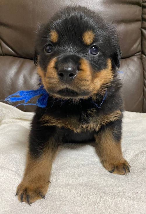 ロットワイラー 断尾 警察犬