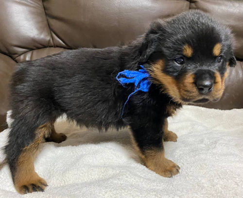 ロットワイラー ペットショップ 関東