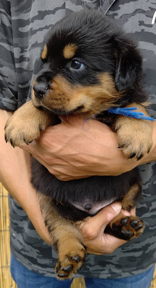 ロットワイラー かわいい 飼いたい