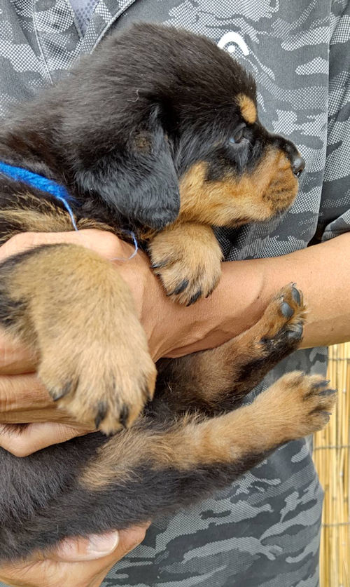 ロットワイラー 通販 犬