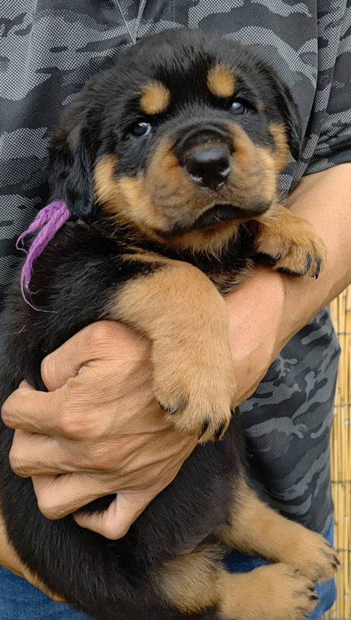 ロットワイラー　チャンピオン　子犬