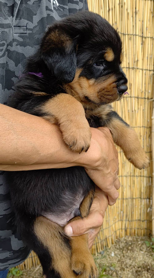 ロットワイラー　販売　子犬