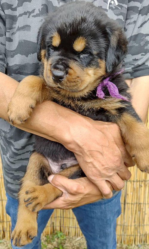 ロットワイラー　動画　子犬