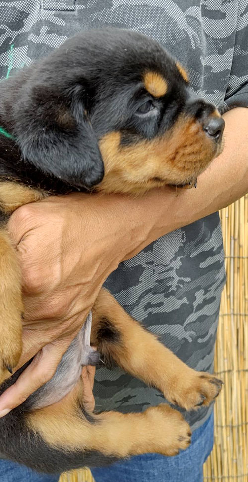 ロットワイラー 毛色 大きさ