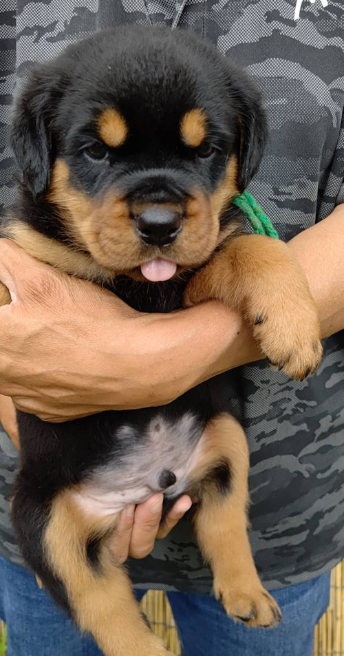 ロットワイラー オス 成長