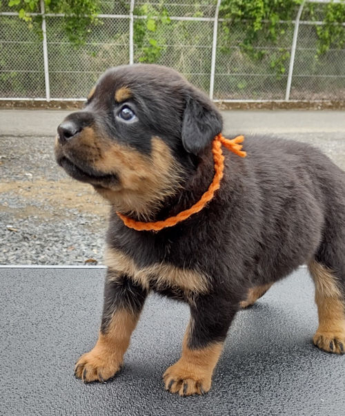 ロットワイラー JKC 子犬