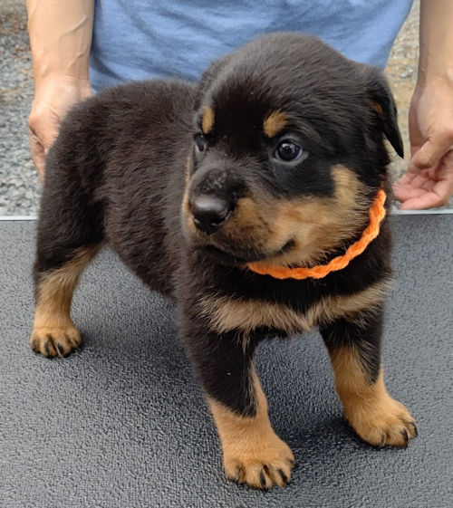 ロットワイラー 子犬直販 ペットショップ