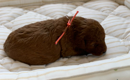 トイプードル アフロ犬 画像