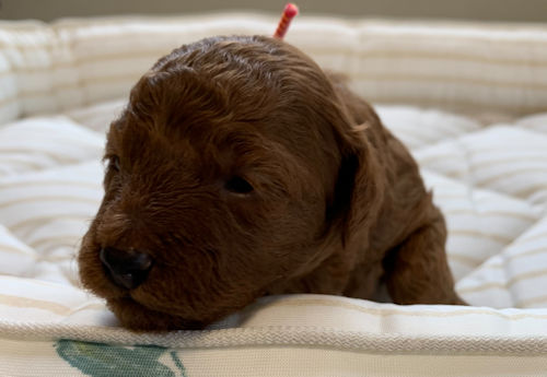 トイプードル モヒカン 写真
