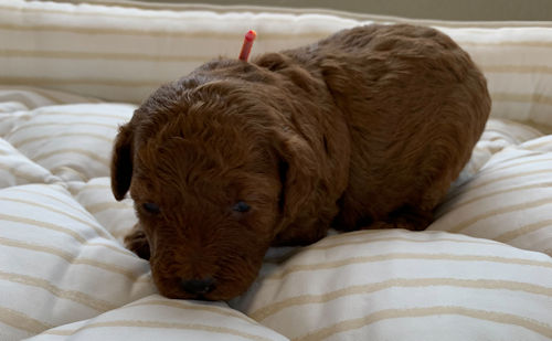 トイプードル 和歌山県 岡山県