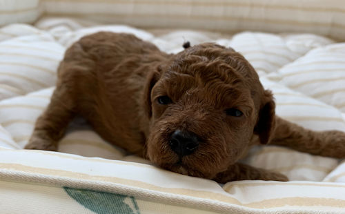 トイプードル 顔バリ 短め