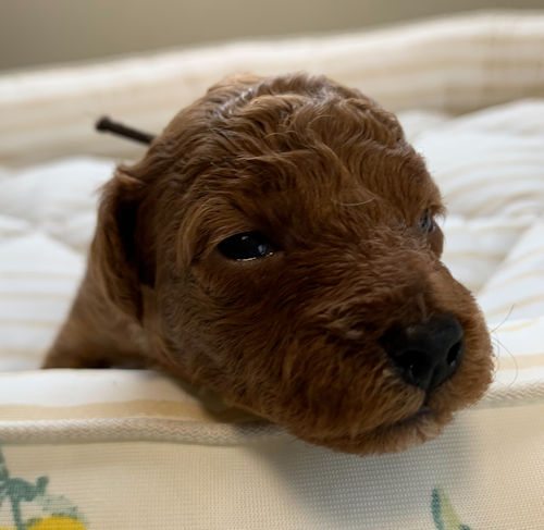 トイプードル 寿命 健康