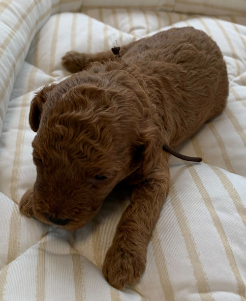 トイプードル 愛知県 千葉県