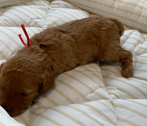 トイプードル　こたろう　写真　