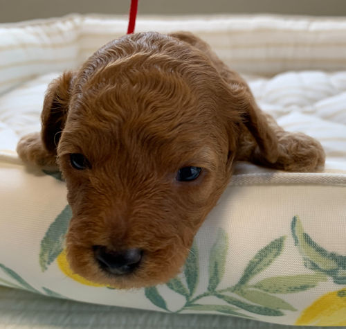 トイプードル　タイニー　パピー