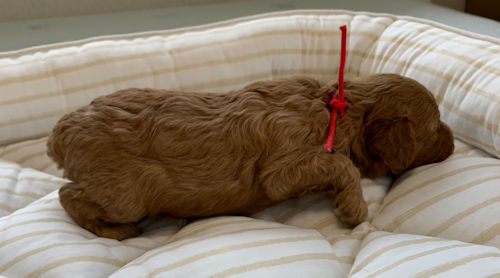 トイプードル　みみ　かお