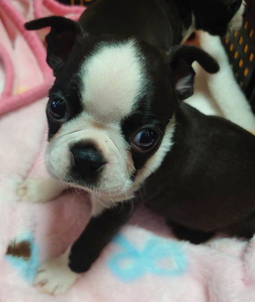 ボストンテリア　かわいい　小型