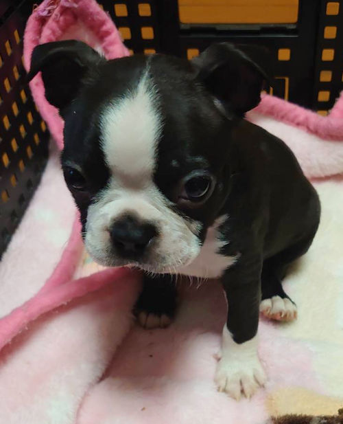 ボストンテリア 子犬販売 写真