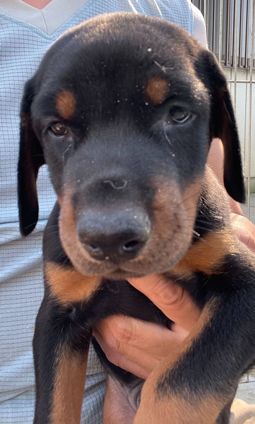 doberman　puppy　male
