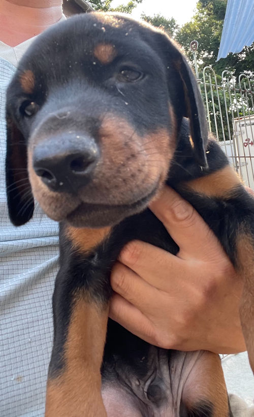 ドーベルマン　警察犬協会　仔犬